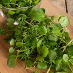 Potagères - Cresson de Fontaine à Larges Feuilles - face recto